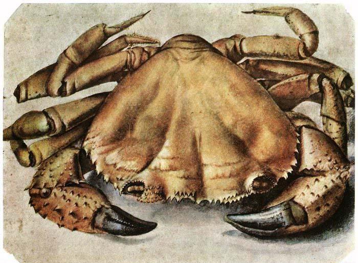 Albrecht Durer Lobster 1495 Watercolour and gouache Sweden oil painting art